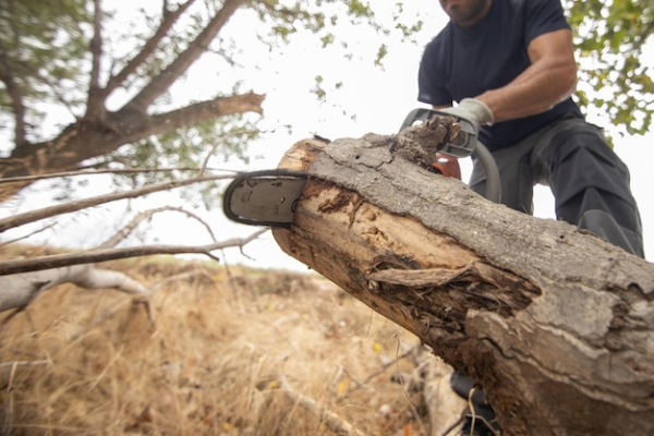 Clearing the Way: The Benefits of Professional Tree Removal Services